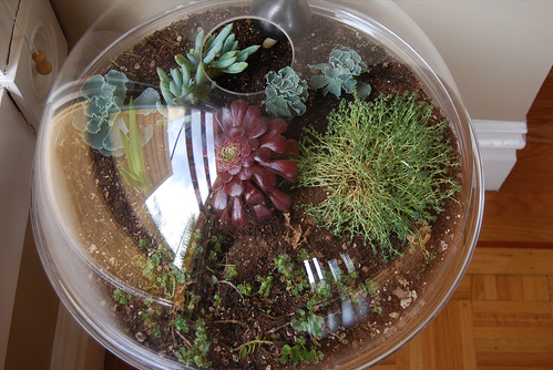 Do You Have a Terrarium? Do You Have a Terrarium?